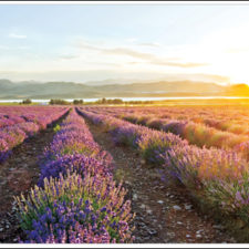 Young Living Essential Oils: Growing by Returning to its Roots