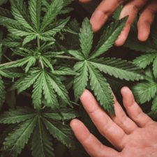 Kannaway Joins U.S. Hemp Roundtable Board of Directors