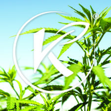 Kannaway’s Japanese Division Sets New Monthly Revenue Record
