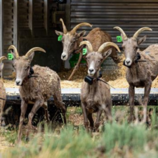 Young Living’s Skyrider Wilderness Ranch Participates in Conservation Initiative to Protect Desert Bighorn Sheep 