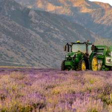 Young Living Lavender Farm Included in Bee Diversity Study