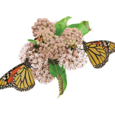 Young Living Supports Pollinator Conservation with New Monarch Butterfly Project  